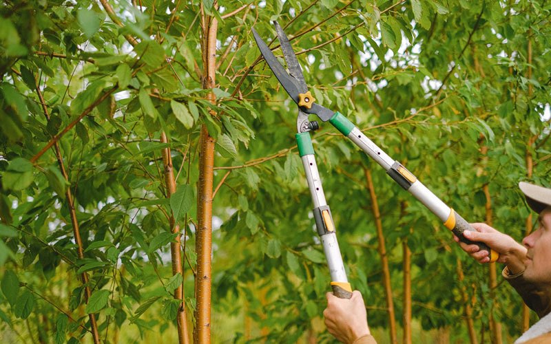 Tree trimming in Chitina, AK